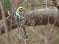 Pale-headed Rosella - Platycercus adscitus