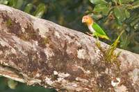 White-bellied Parrot - Pionites leucogaster