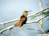 Cinnamon Hummingbird - Amazilia rutila