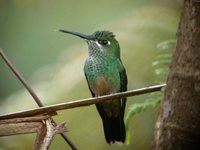 Violet-fronted Brilliant - Heliodoxa leadbeateri