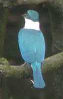 Collared Kingfisher - Todirhamphus chloris