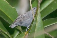 Alagoas Antwren - Myrmotherula snowi