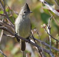 Plain-crested Elaenia - Elaenia cristata