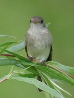 Willow Flycatcher - Empidonax traillii