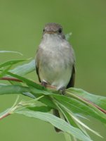 Willow Flycatcher - Empidonax traillii