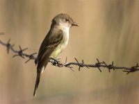 Flammulated Flycatcher - Deltarhynchus flammulatus