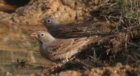 Gray-hooded Bunting - Emberiza buchanani