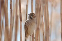 Reed Bunting - Emberiza schoeniclus