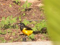 Black-vented Oriole - Icterus wagleri