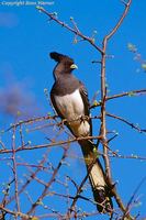 White-bellied Go-away Bird