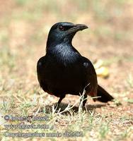 Onychognathus morio UK: Red-winged Starling