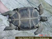 Aldabra Tortoise, Geochelone gigantea