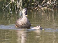 흰뺨검둥오리-Spot-billed Duck