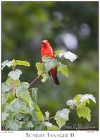 07July05  Scarlet Tanager II