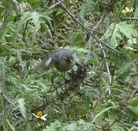 cinereous conebill Flickr