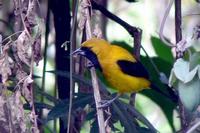 Yellow-backed Oriole