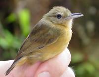 long-winged antwren, female suriname