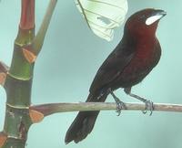 Silver-beaked tanager, male