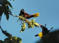 Montezuma Oropendola back stretch  