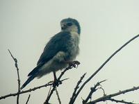 Pygmy Falcon (Afrikansk pygméfalk) - Polihierax semitorquatus