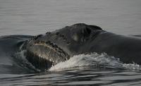 right whale surfaces out of the water