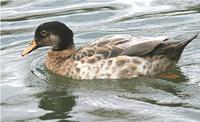 Mallard hybrid