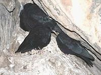 Juveniles and adult Common, or Red-billed, chough (Pyrrhocorax pyrrhocorax) © Phil Farrer