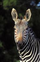 Cape Mountain Zebra, Equus zebra zebra, Mountain Zebra National Park, South Africa (25740)