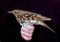 White's Thrush (Zoothera dauma)