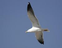 Lesser Black-backed Gull (Larus fuscus)