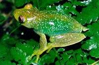 : Aplastodiscus albosignatus