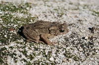 : Bufo biporcatus; Philippine Toad