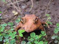 : Ceratobatrachus guentheri; Solomon Island Eyelash Frog