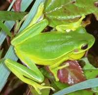 : Hypsiboas prasinus