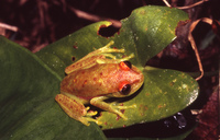 : Hypsiboas punctatus