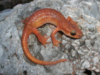 : Lyciasalamandra luschani basoglui; Lycian Salamander