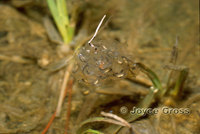 : Pseudacris regilla; Pacific Treefrog