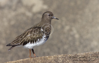 : Arenaria melanocephala; Black Turnstone