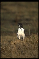 : Buteo augur; Augur Buzzard