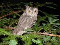 : Megascops kennicottii; Western Screech-owl