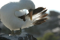 : Sula granti; Masked Booby, Nazca Booby