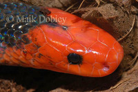 : Calliophis bivirgata flaviceps; Yellow-headed Coral Snake