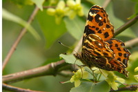 : Araschnia levana