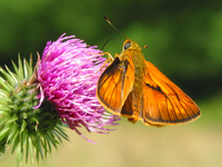 : Ochlodes venatus
