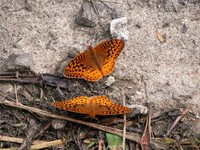 : Speyeria cybele; Great-spangled Firtillary