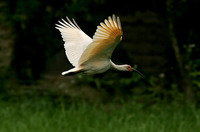 朱鹮，学名Nipponia nippon，英文名Japanese Crested Ibis