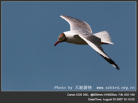 Larus brunnicephalus Brown-headed Gull 棕頭鷗 045-023