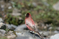 Kozlowia roborowskii Tibetan Rosefinch 藏雀 123-082