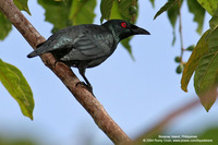 Asian Glossy Starling (Adult) Scientific name - Aplonis payanensis