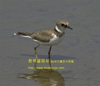 흰목물떼새 Long-billed Plover